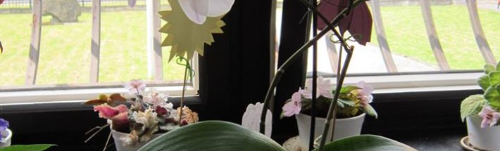 orchidej v praci